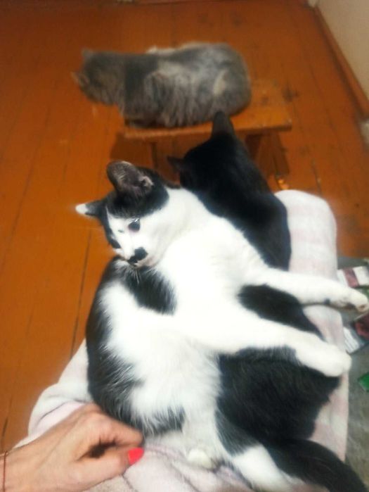 Маленькі хвостики шукають родину