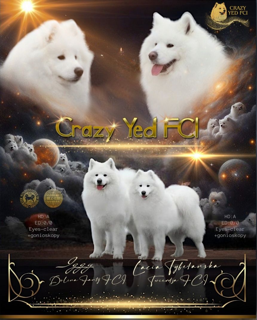 Samoyed gotowy do odbioru