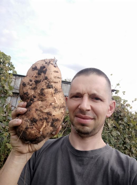 "Продам  клубни батата !  батат Киев"