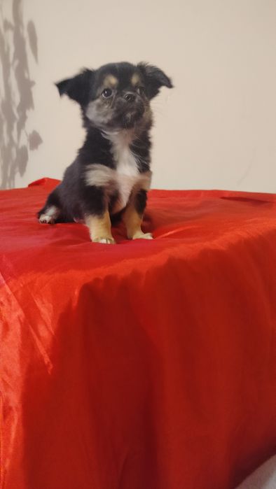 Śliczne szczenię -Chihuahua