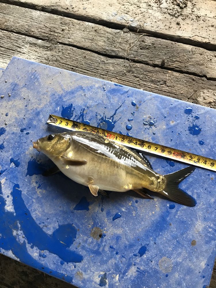 Karp kroczek  amur tolpyga