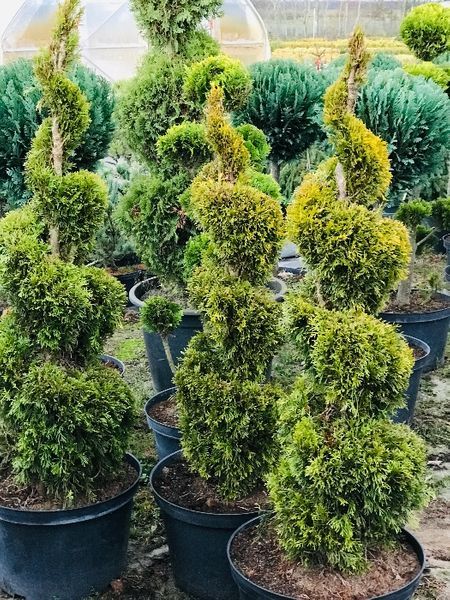 Bonsai Formowane Spirala Szmaragd Janed Gold Wys. 150 cm Cena 350 zł