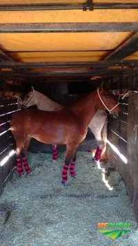 Transporte de cavalos ou animais vivos