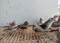 Vendo mandarins e canários