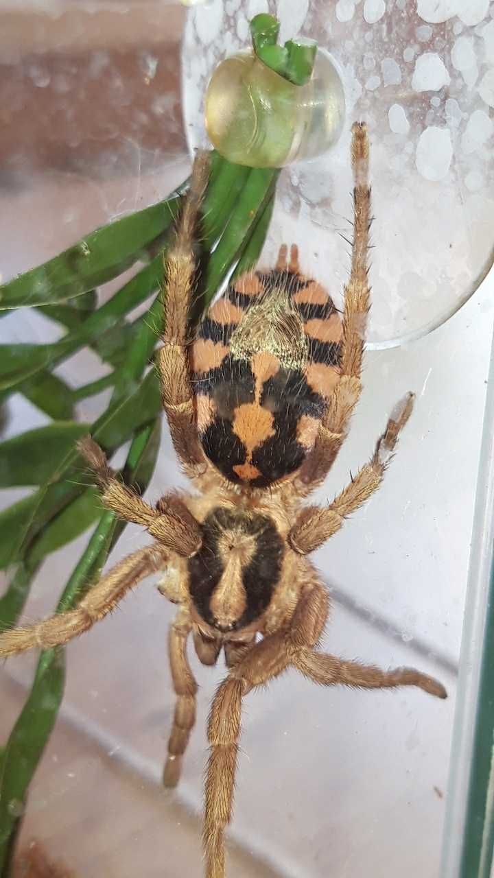 Hapalopus formosus (ex. Colombia gross), 3DC, samica z terrarium.