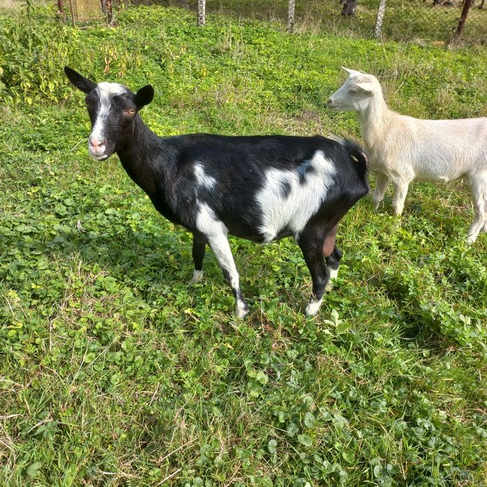Продається коза молочна
