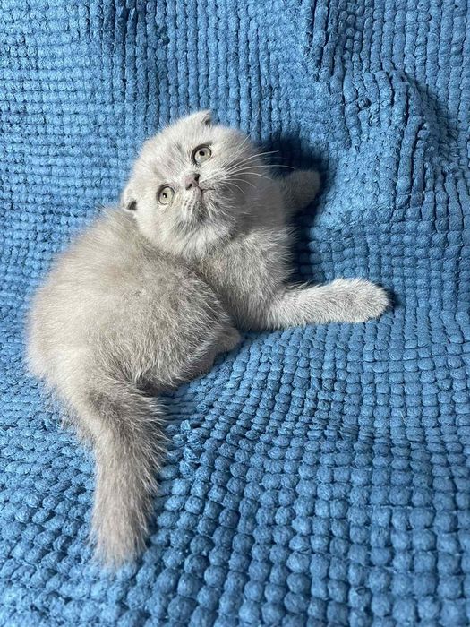 Шотландське кошеня - чудова плюшева  висловушка (Scottish Fold)