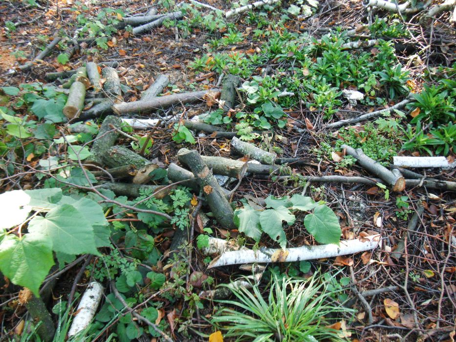 Oddam Drewno Opałowe