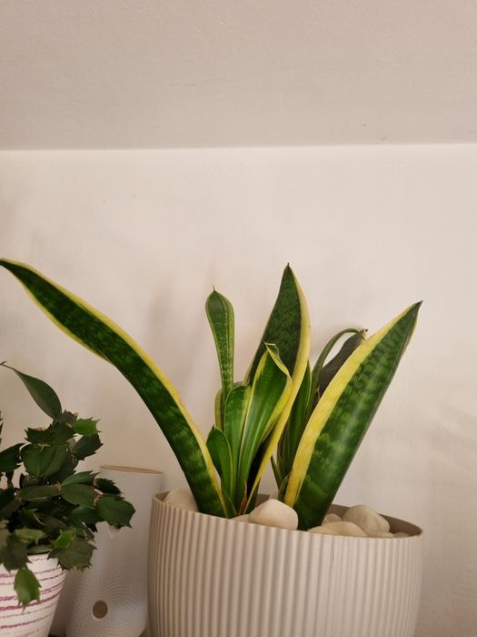 Drzewko kwiatek  bonsai I inne