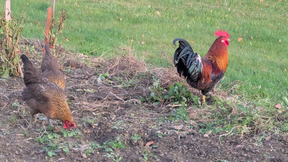 Jajka kur zieloninóżek