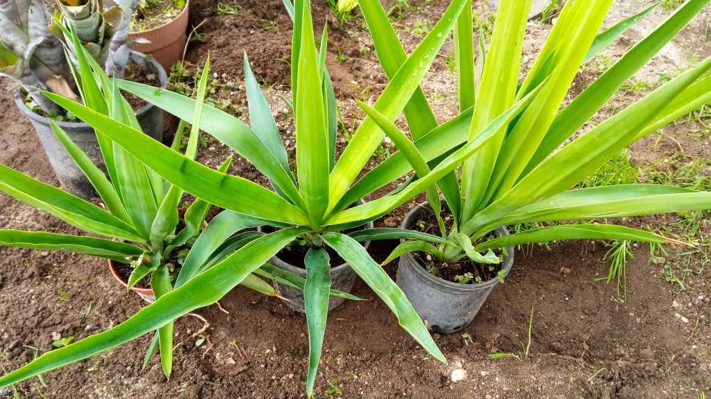 Plantas de Agave e yucca