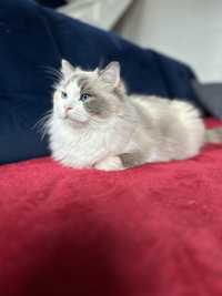 Darling kotka pohodowlana do platnej adopcji