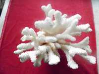 Продам морские кораллы