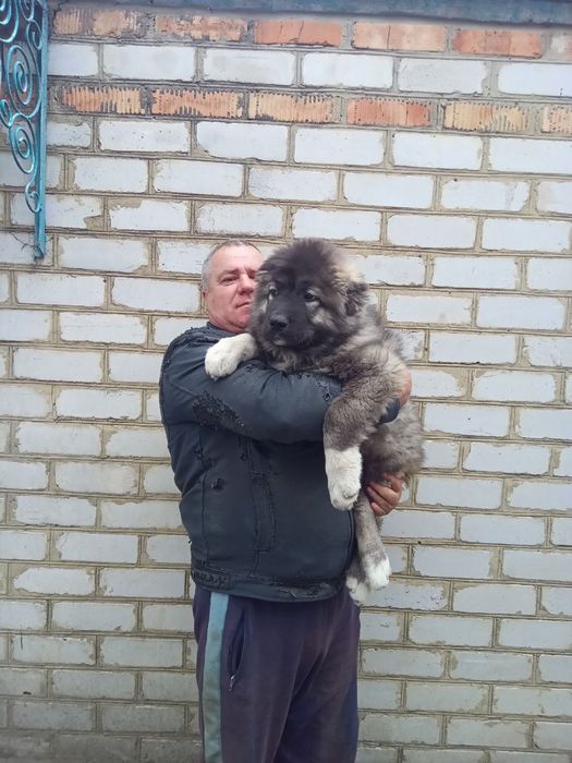 Щенок кавказкой овчарки 3 мес