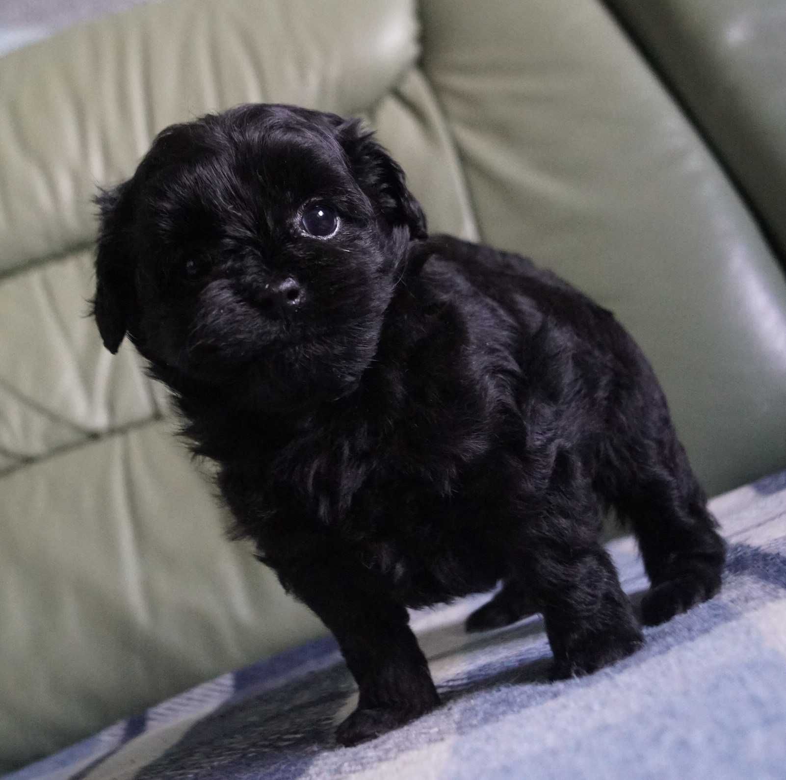 Милейшая&маленькая юная девочка SpitzPoo/MaltiPoo cо сладкой мордочкой