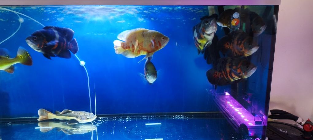 Peixe óscar 50€ cada