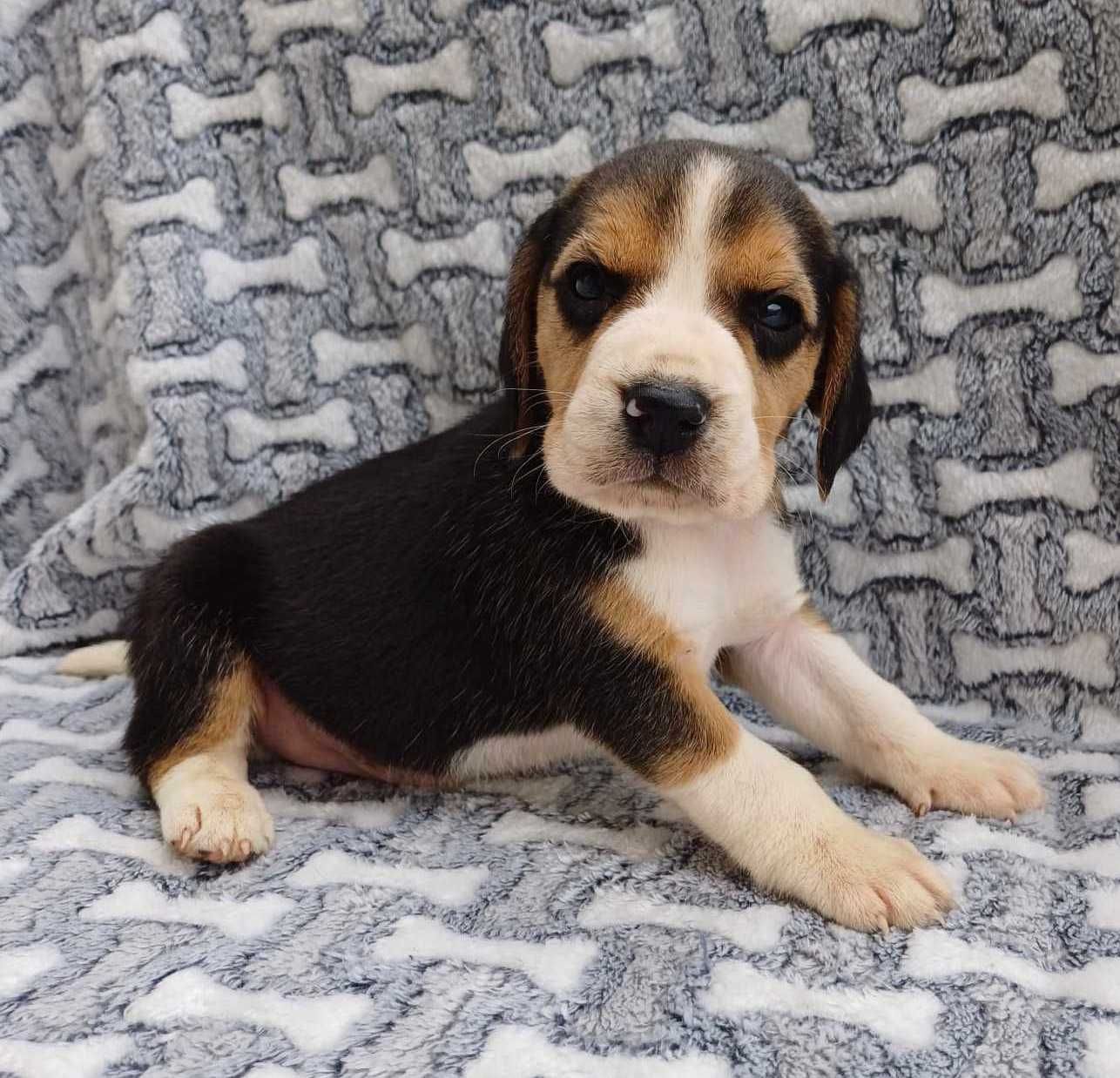 Beagle suczka 8 tygodni