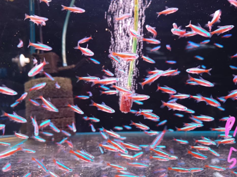 PAKIET 20SZT Neon czerwony z polskiej hodowli od Neon Zoo