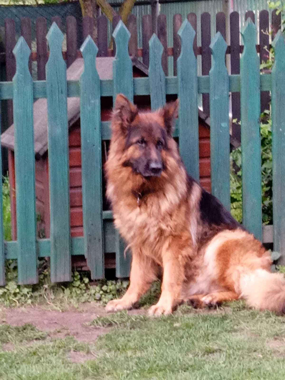 Owczarek niemiecki oddam za darmo
