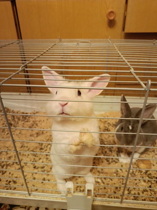 Sprzedam Króliki miniaturki