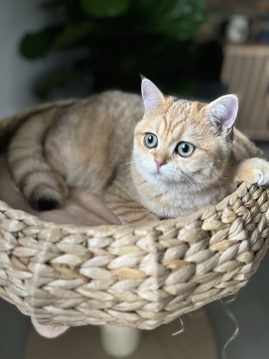 Kocurek brytyjski czarny złocisty