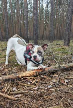 KOKO szuka odpowiedzialnego i doświadczonego opiekuna