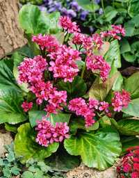 Bergenia kwitnąca