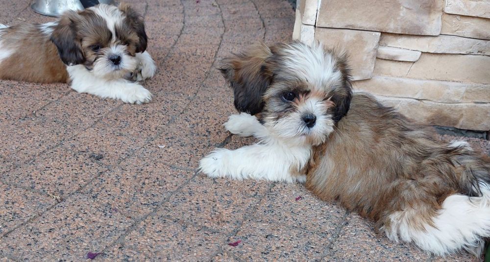 Shih-tzu z dokumentami