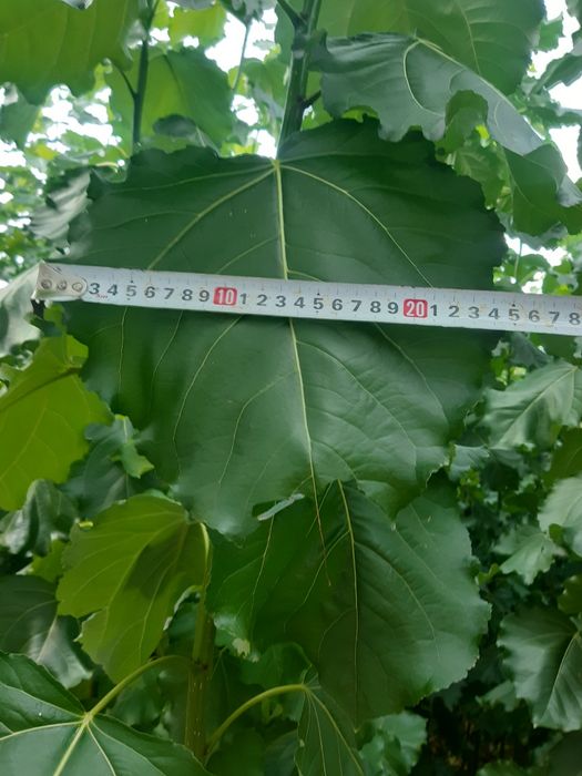 Łubin.żyto jare.owies.nostrzyk.pszenżyto.seradela.rzodkiew.facelia.gry