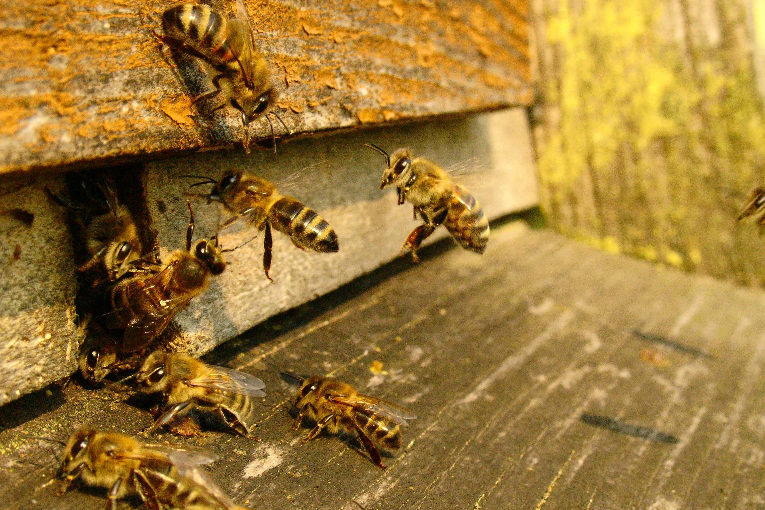 Pierzga pszczela własna pasieka 0,5 kg 100% Pogórze Przemyskie