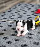 Amstaff Samiec, mocny chłopak