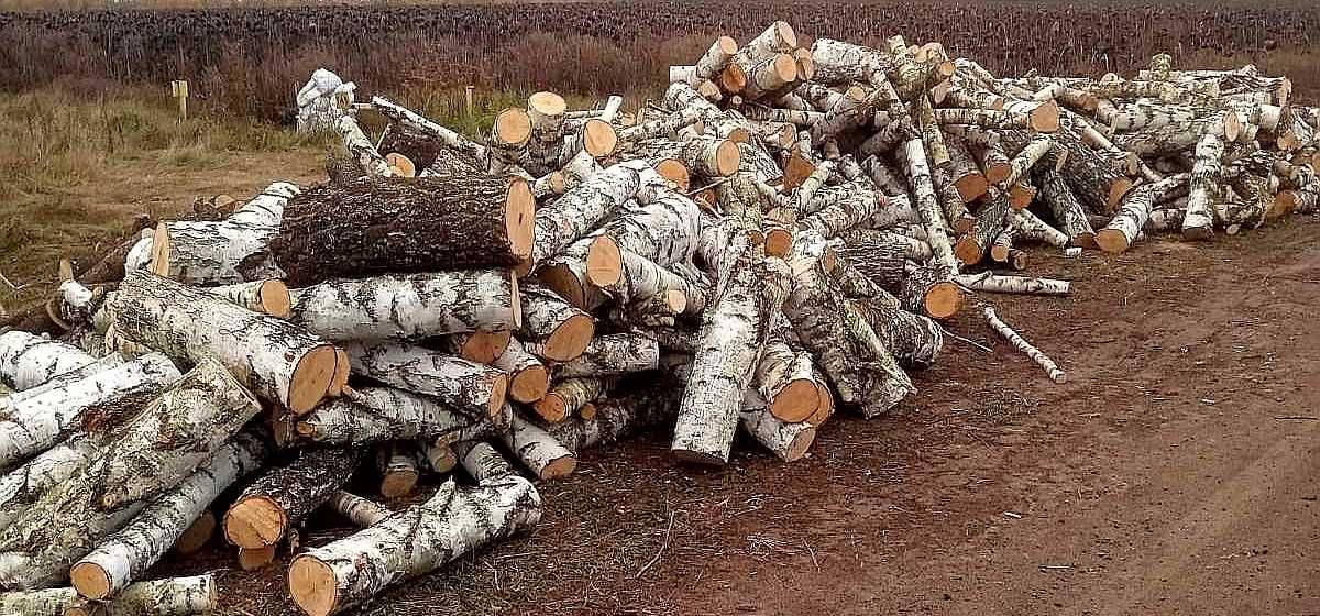 Продам дрова дуб акация береза сосна