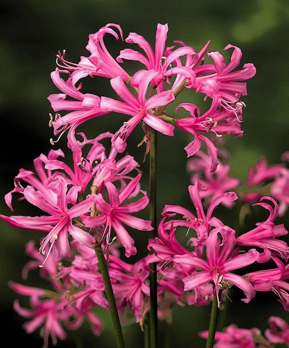 Bolbos de Riclineas grandes, Nerine undulata  2€ cada um