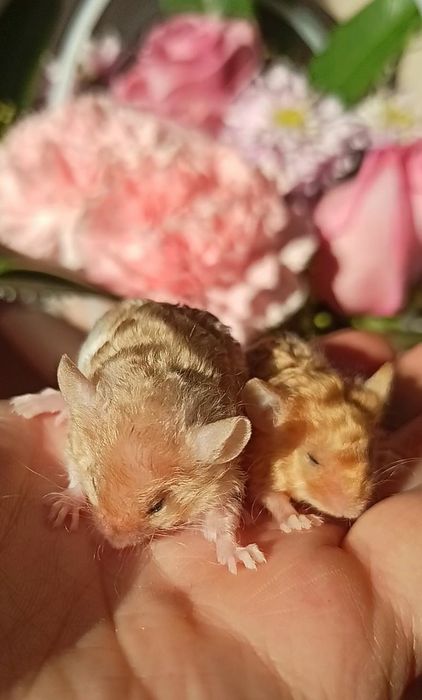 Декоративні мишки тексель