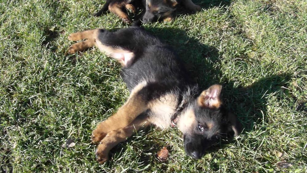 Owczarek Niemiecki Krótkowłosy FCI SZCZENIAK suczka  czarna podpalana