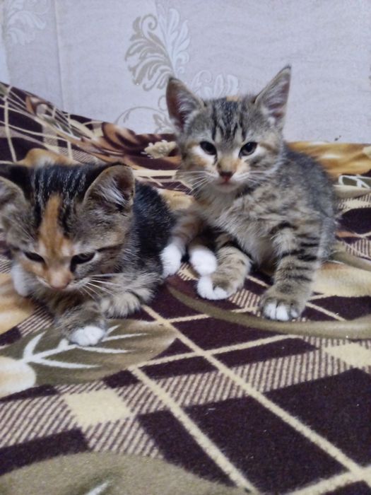 Отдадим котят в хорошие руки.
