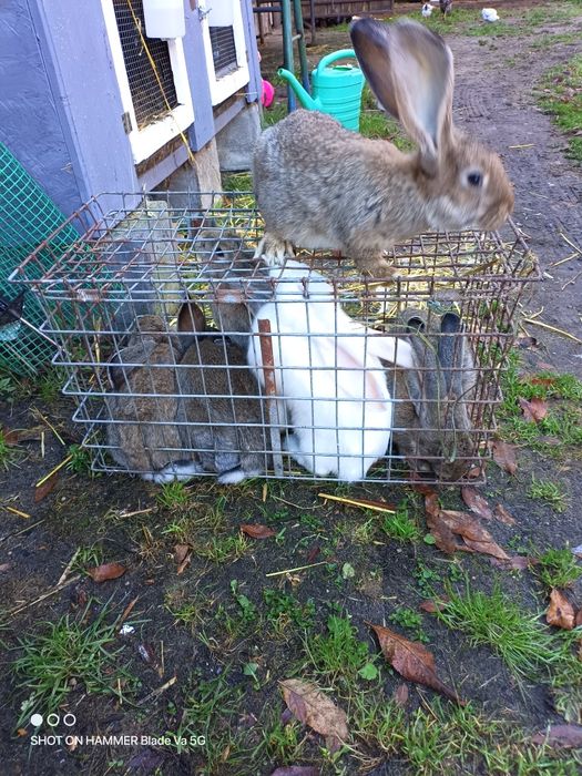 Olbrzym belgijski samce