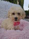 Śliczna suczka Maltipoo