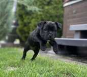 Stafik Staffik Staffordshire Bull Terrier ZKwP