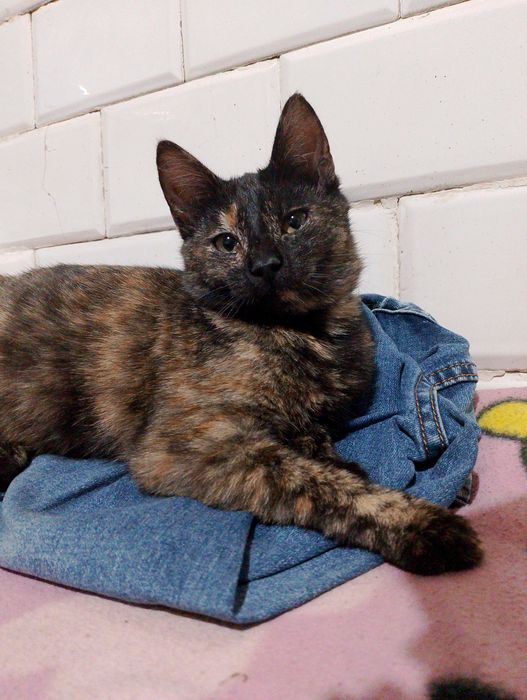 Oddam za darmo kotkę