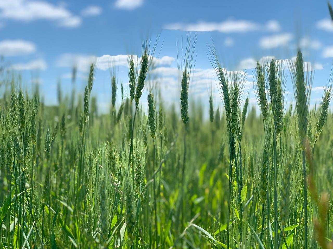 Земельна ділянка біля лісу в Колоденці