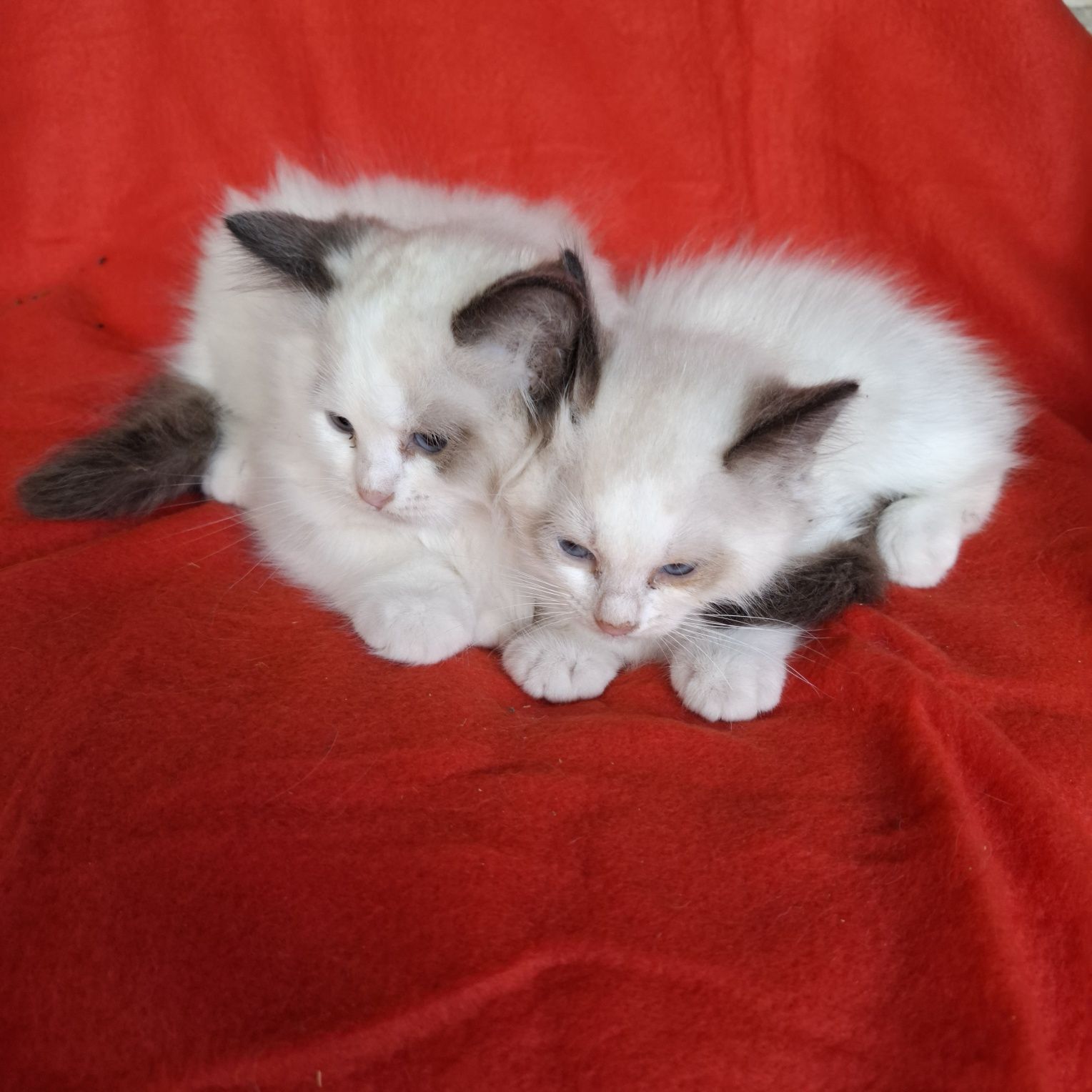 Ragdoll kotka rodowód + wyprawka