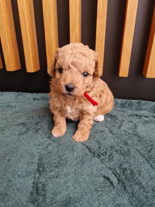 Міні Мальтипу Суми — супер миле, мініатюрне!Мальтипушечки Мальтипу ф1