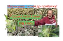 Власний бізнес - це реально! Вирощування медичного канабісу