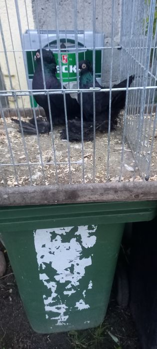 Sprzedam parę gołębi