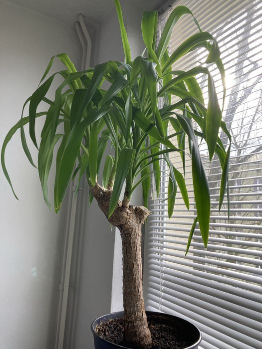 Juka/ yuka 122cm kwiat