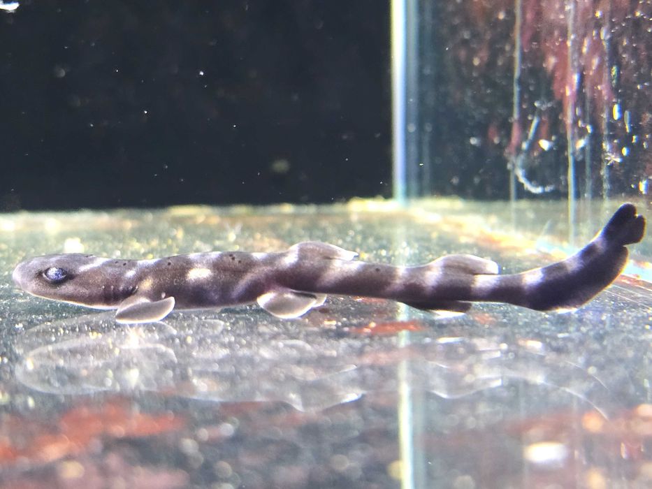 Atelomycterus marmoratus Rekin Marmurkowy 12cm Ryba morska Poznań