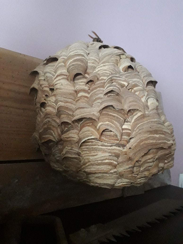 Gniazdo szerszeni