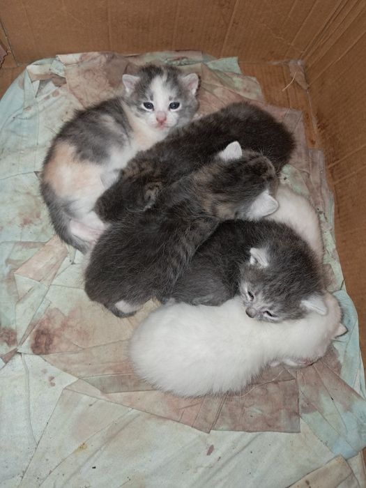 SOS! SOS! SOS!!!  Кошенята в добрі руки!