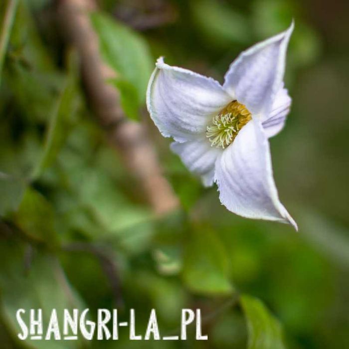 Powojnik Crispa Angel